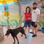 Программа "Собачьи друзья".