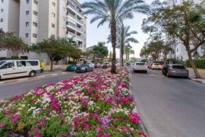 Прекраснее и красочнее, чем когда-либо: к празднику Песах муниципалитет Ашкелона высадил по всему городу около полумиллиона цветов