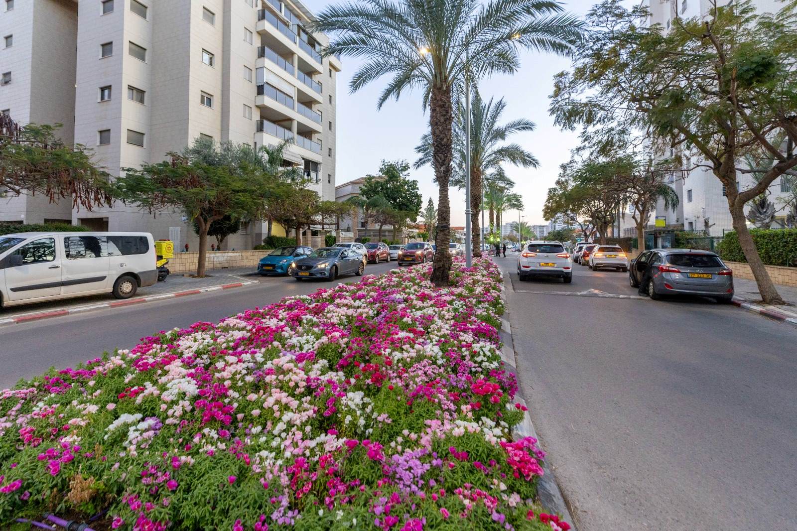 Прекраснее и красочнее, чем когда-либо: к празднику Песах муниципалитет Ашкелона высадил по всему городу около полумиллиона цветов